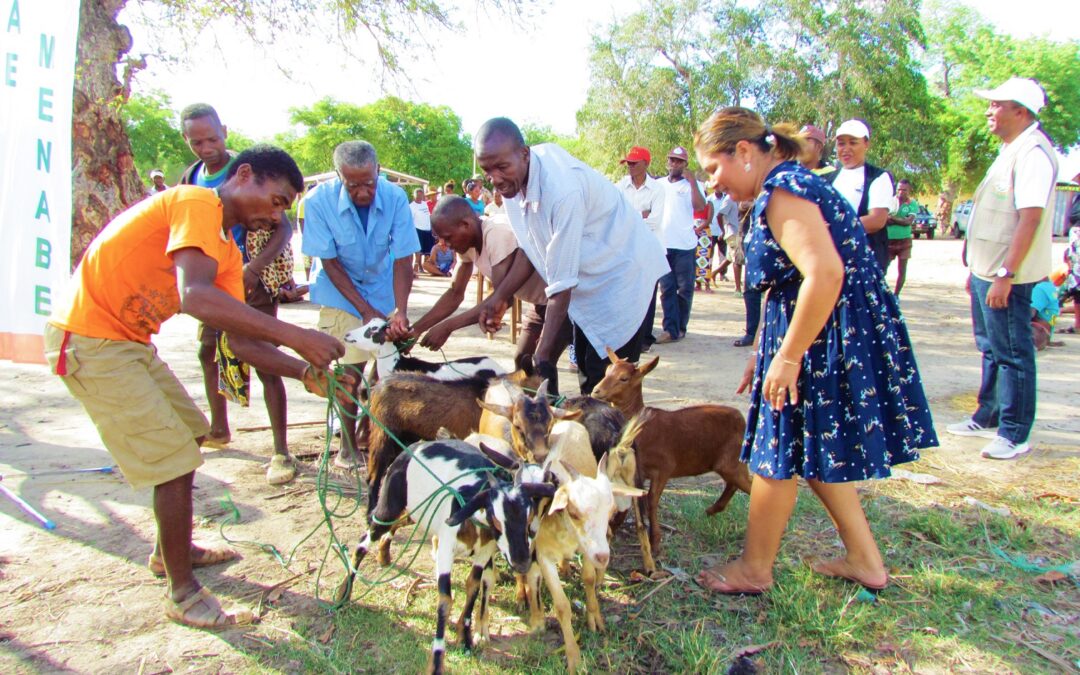 GOAT DISTRIBUTION TO FARMERS IN THE COMMUNITY OF BEMANONGA