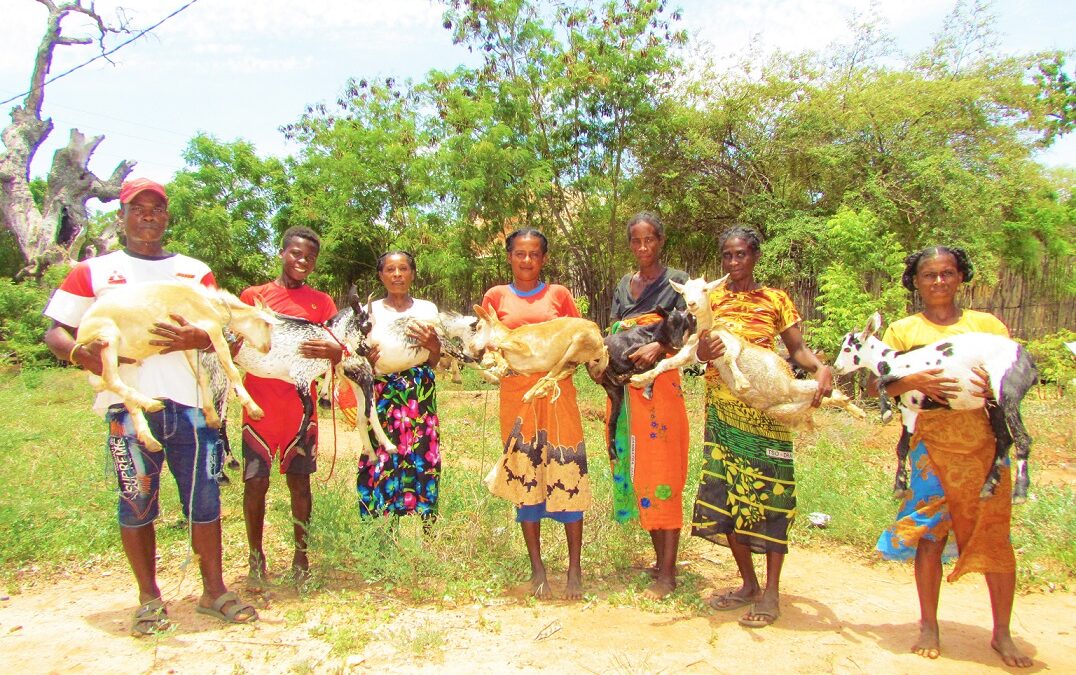 DISTRIBUTION OF GOATS IN BELO DISTRICT, MADAGASCAR