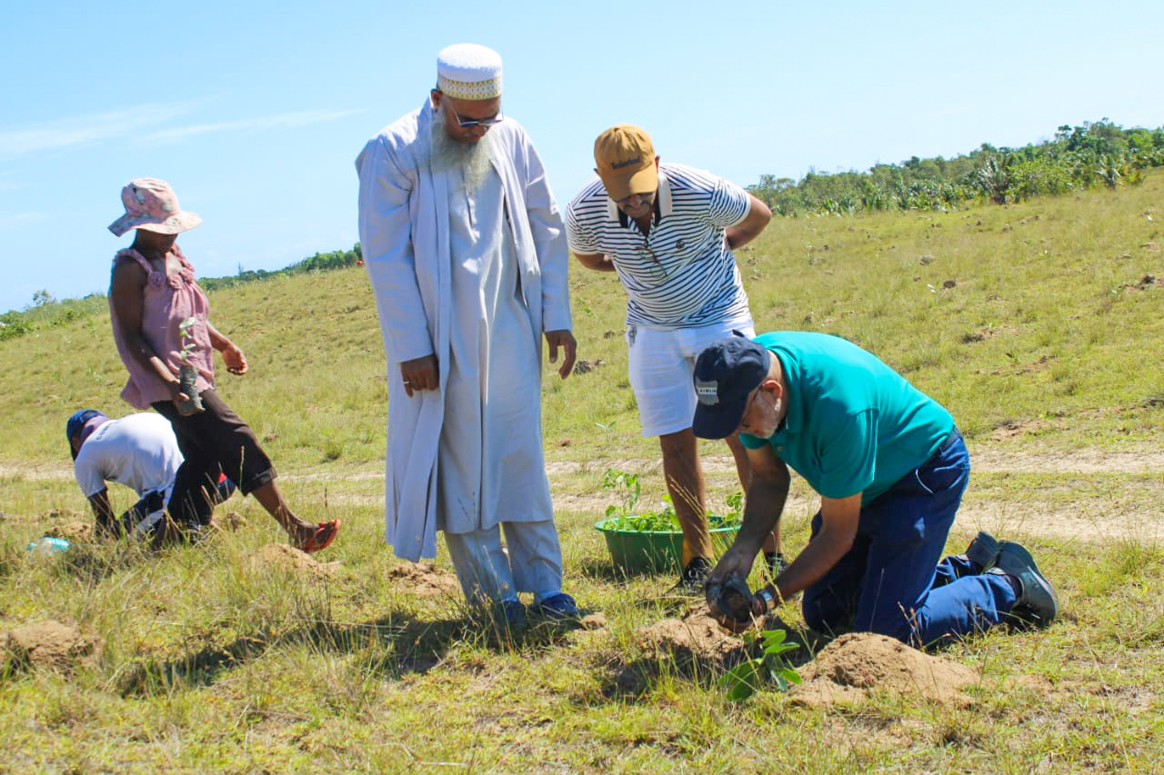 tree planting