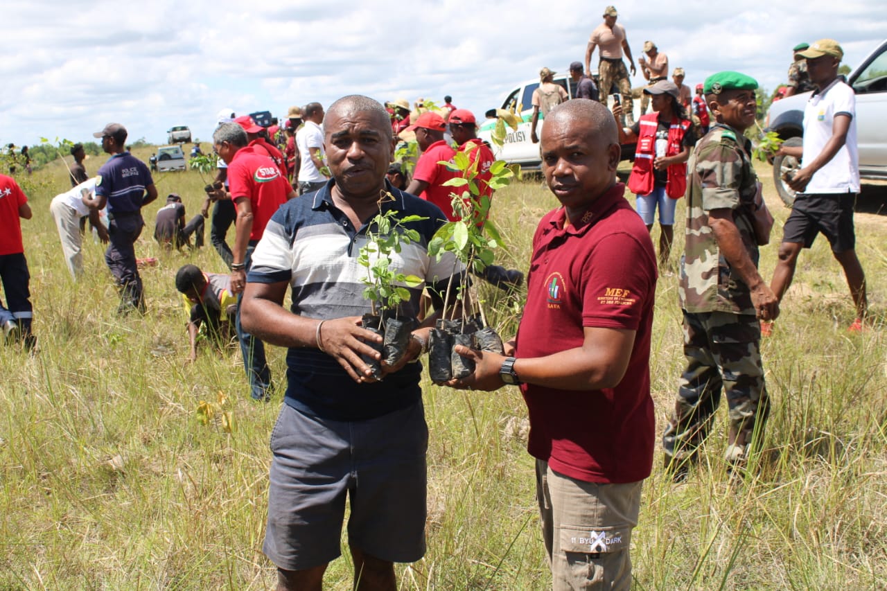 tree planting