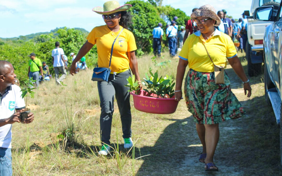 THE TREE PLANTING IN SAVA REGION WAS SUCCESSFUL