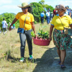 tree planting