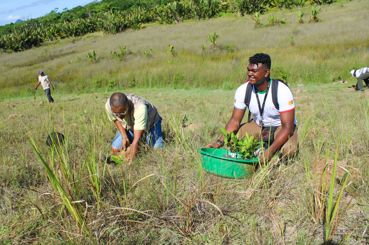 tree planting