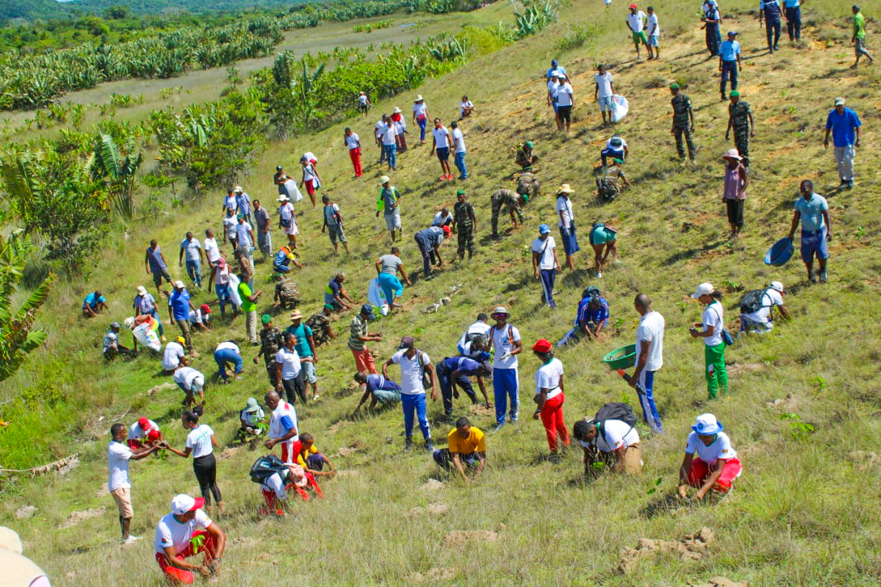 tree planting