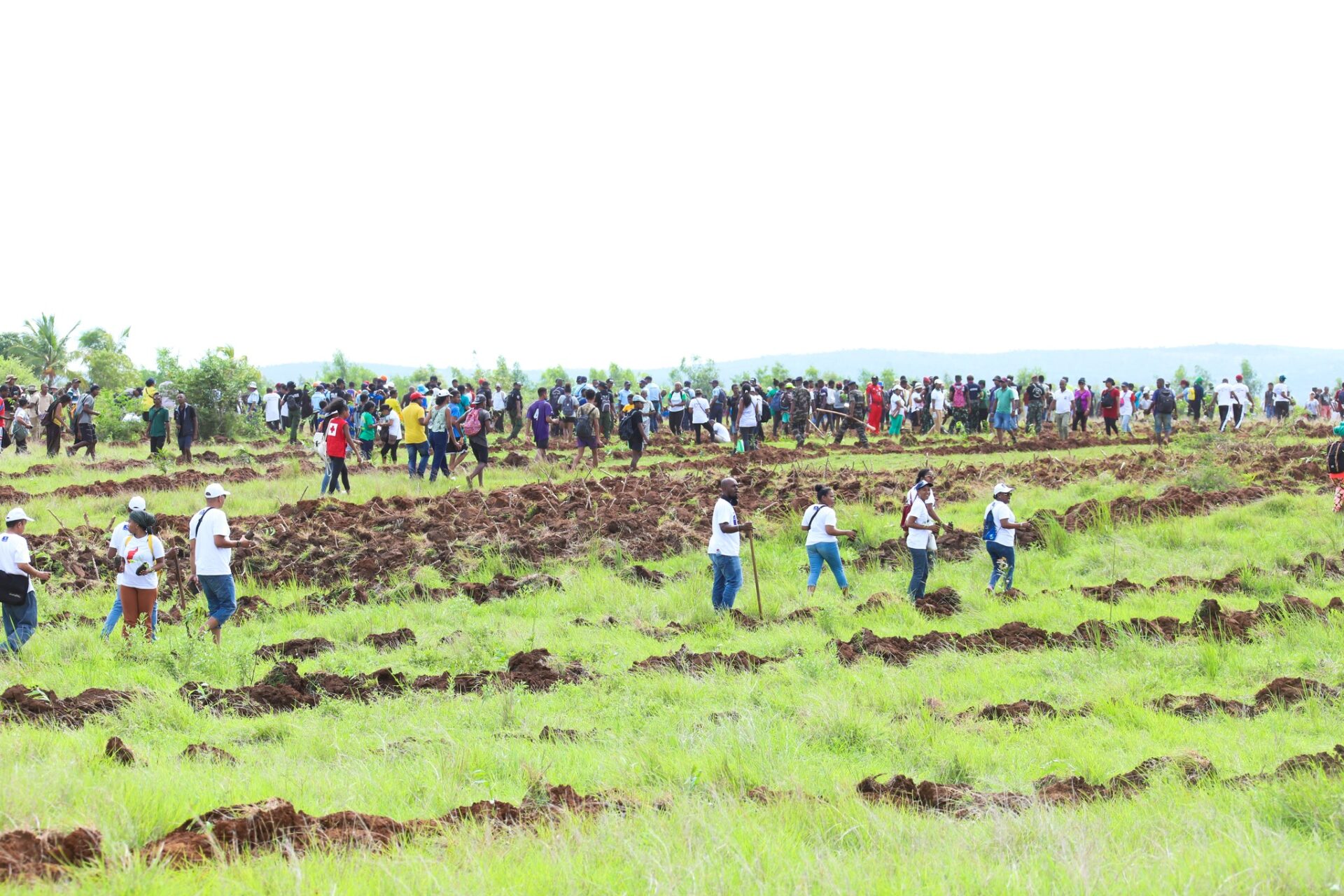 tree planting in Dianna Region