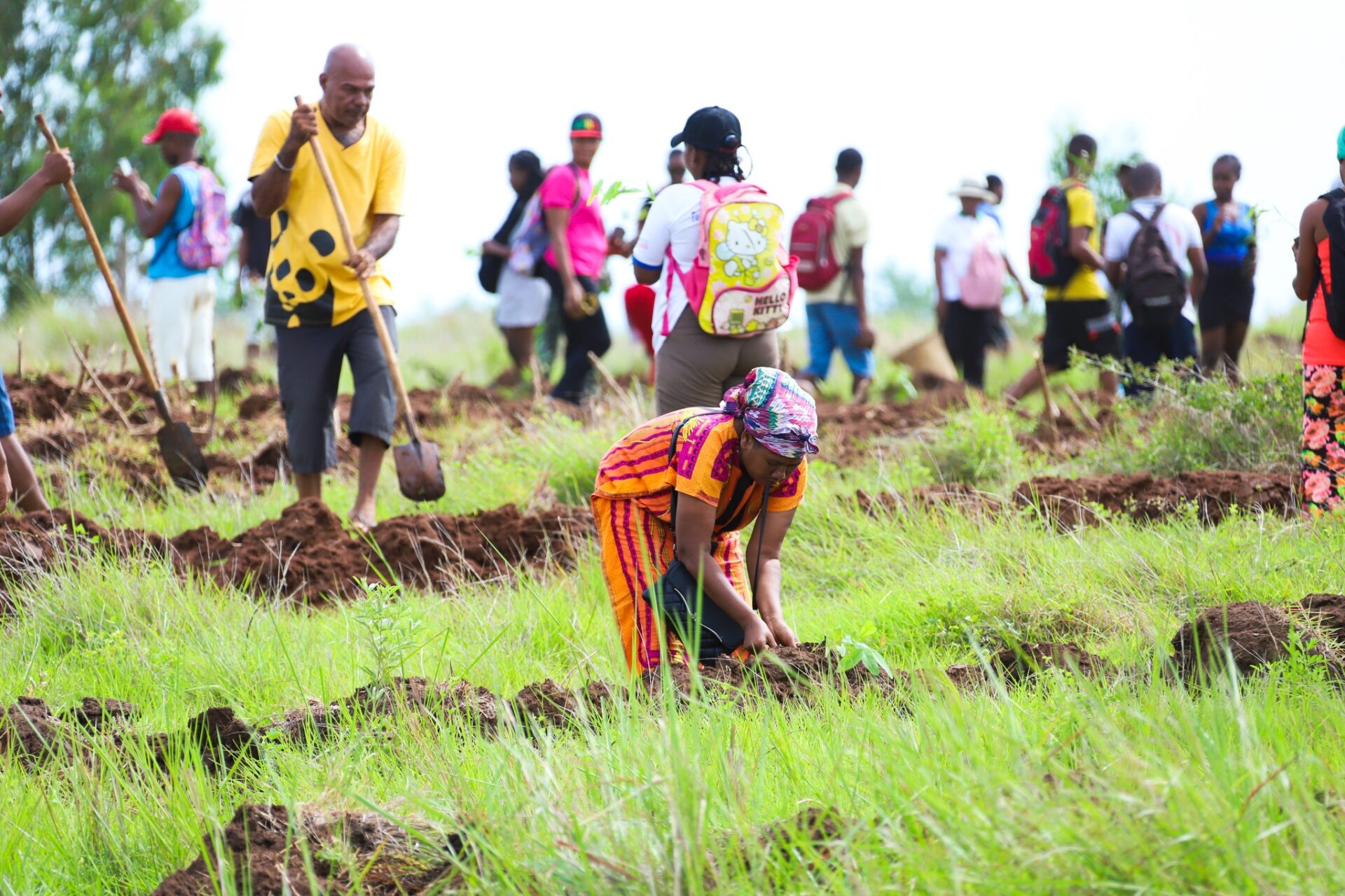 tree planting in Dianna Region