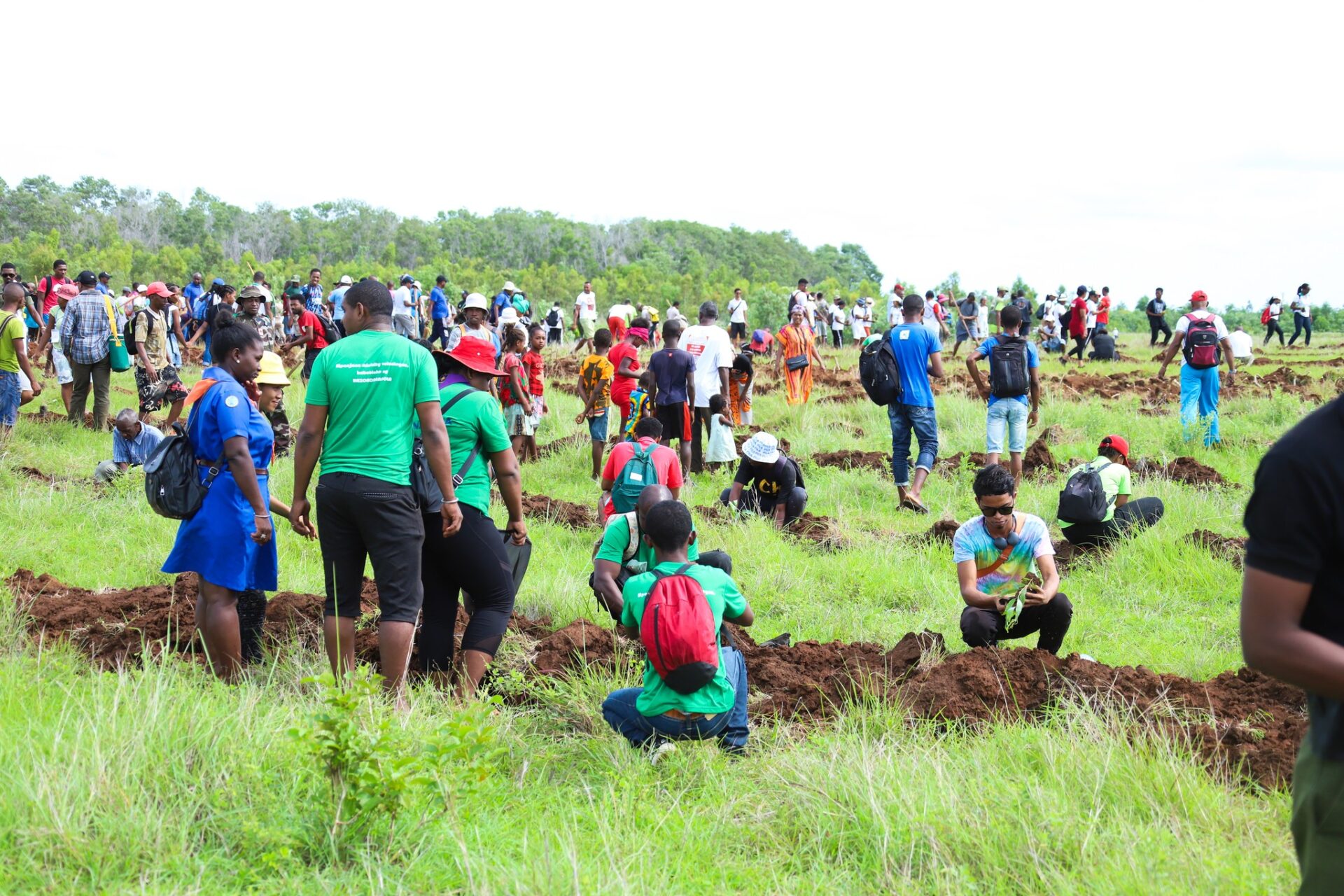 tree planting in Dianna Region